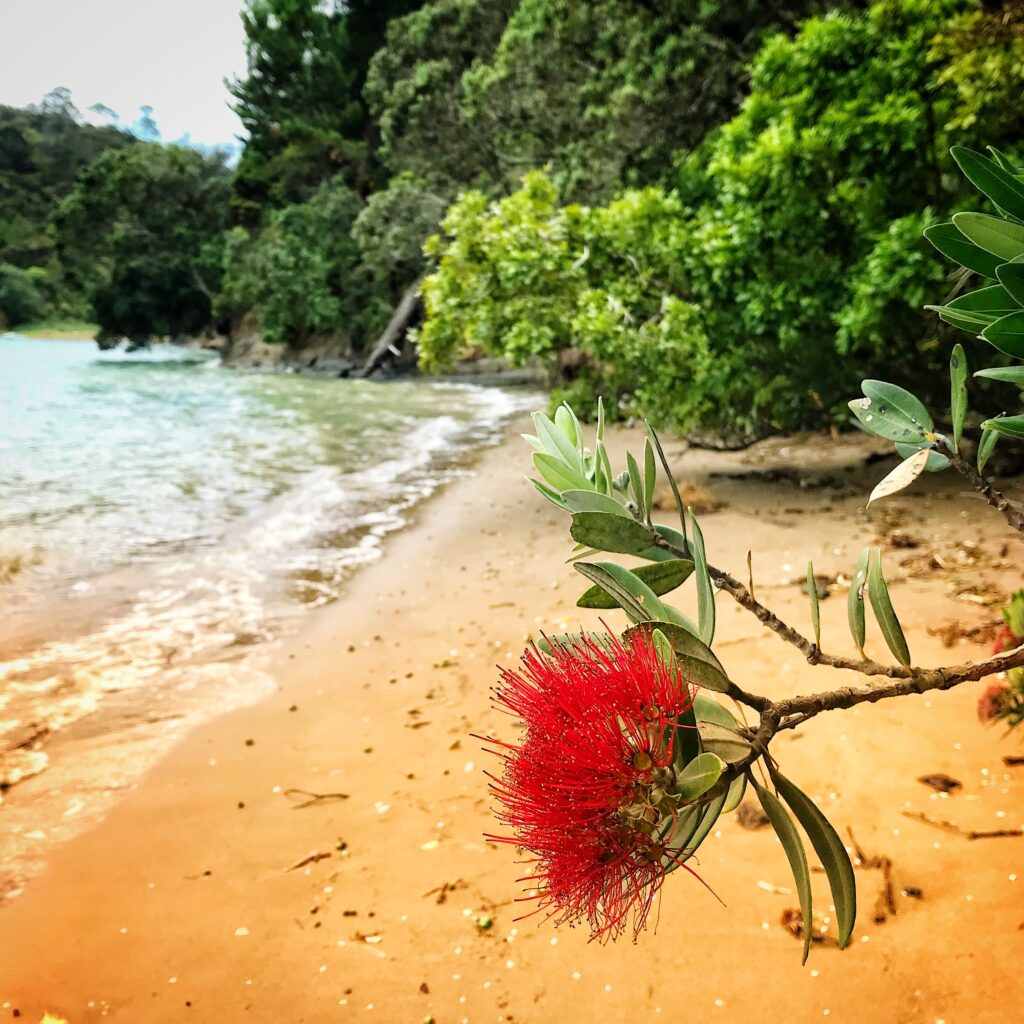 Kaipatiki scene with pohutukawa flower